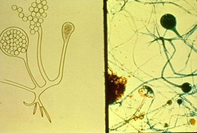 Rod Rhizopus Siva ili crna plesan