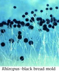 Sporangiospore - izbrazdane Na voću,