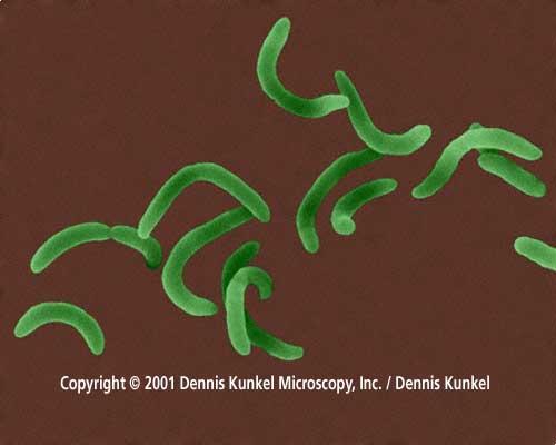 Vibrio