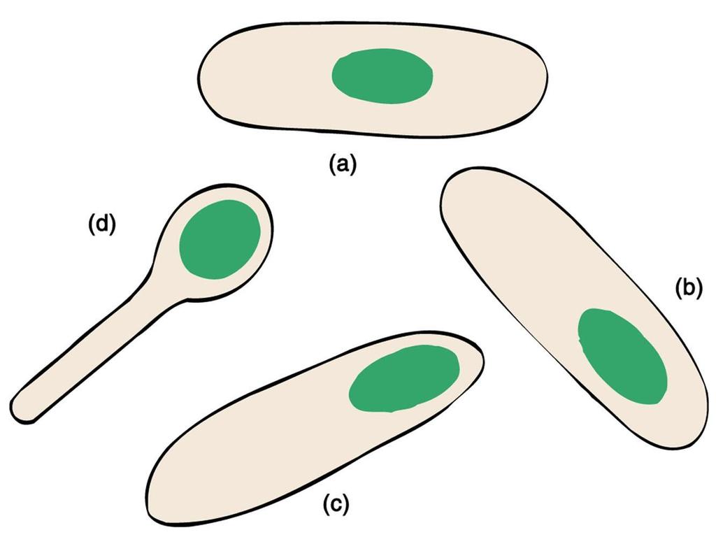 centralna endospora