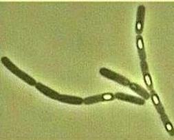 Bacillus