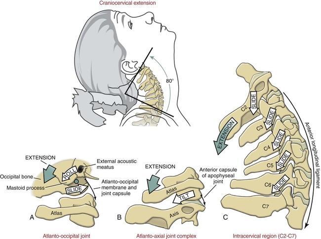 Κάμψθ: 5 Έκταςθ: 10 (protraction, retraction) Κάμψθ: 5