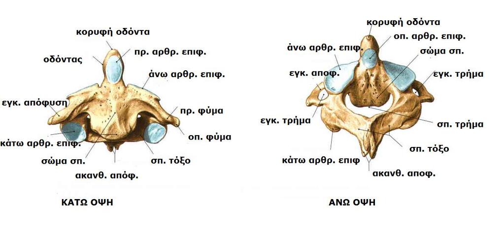 ΑΞΟΝΑΣ