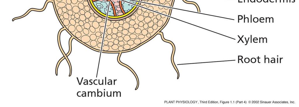 pericikel endodermis floem