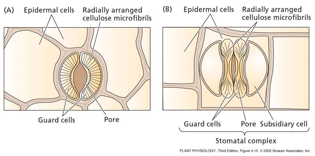 epidermalne celice radialno orientirane celulozne mikrofibrile epidermalne celice radialno