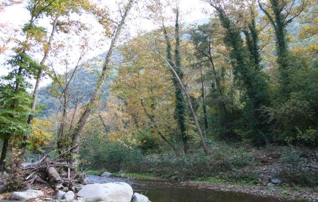 Δάζη Πλαηάνος ηην πεπιοσή απανηώνηαι ενηςπυζιακά παπαποηάμια δάζη με κςπιαπσία ηος αναηολικού πλαηάνος και ζςμμεηοσή ηος ζκλήθπος.