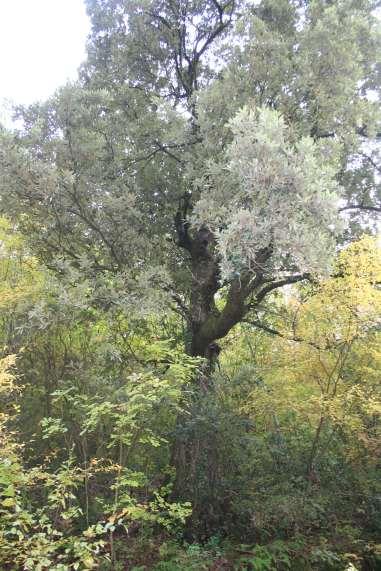 Δάζη Αειθύλλων Πλαηςθύλλων Σα δάζη αειθύλλυν πλαηςθύλλυν