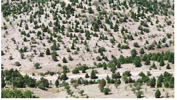 Alkanna sfikasiana Sparse Juniperus drupacea
