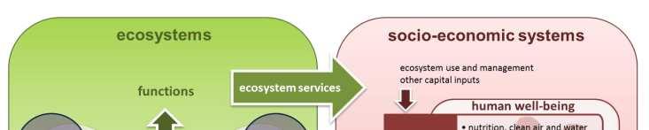 Conceptual framework for EU wide ecosystem assessments Ecosystem