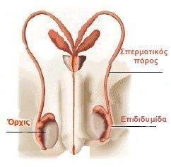 Όπσιρ Επιδιδςμίδα πεπμαηικόρ πόπορ Σπερματικόσ πόροσ είναι ζνασ ςτενόσ ςωλινασ, όπου αποκθκεφονται και μεταφζρονται τα ςπερματοηωάρια. Επιδιδυμίδα ςωλινασ που ενϊνει τον ςπερματικό πόρο με τον όρχι.