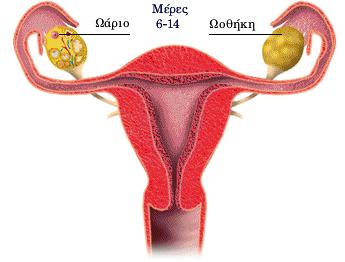 Τθν 6 θ μζρα θ περίοδοσ ζχει τελειϊςει και ζνα νζο ωάριο ζχει αρχίςει να ωριμάηει μζςα ςτθν