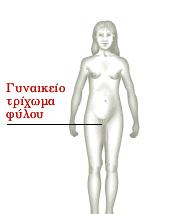 ην εζωηεξηθό νη ωνζήθεο αξρίδνπλ λα απειεπζεξώλνπλ ωάξηα κε κηα δηεξγαζία πνπ ιέγεηαη ωνξξεμία, ελώ ή κήηξα θαη ν θόιπνο κεγαιώλνπλ.