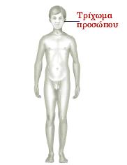 Σπίσωμα Πποζώπος Α Γ Ο Ρ Ι Μηα εκθαλήο δηαθνξά κεηαμύ ηωλ δύν θύιωλ είλαη ην ηξίρωκα πξνζώπνπ (γέληα) ζηνλ άληξα.