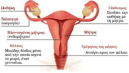 Τα εξωτερικά γεννητικά όργανα (αιδοίο) αποτελοφν : το εφιβαιο ι όροσ τθσ Αφροδίτθσ, είναι μία τριγωνικι περιοχι που αποτελείται
