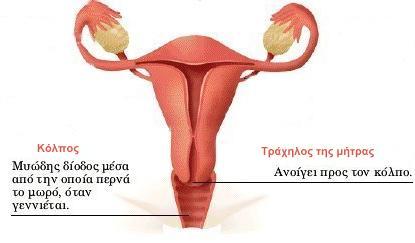 Η κλειτορίδα (ανατομικι μικρογραφία του πζουσ), θ ουρικρα, και ο παρκενικόσ υμζνασ ςτθν είςοδο του κόλπου.