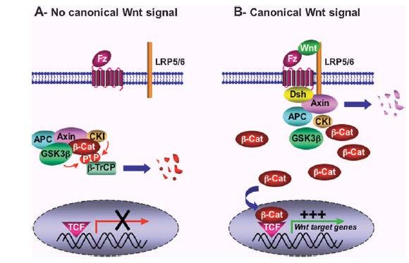 Wnt APC - β-catenin Frizzled (G-coupled Wnt receptor) Destruction complex for β-catenin (P- and Ub- marked) Wingless-type +Integration Destruction for Axin (through Dishevelled) TCF/LEF (T-cell