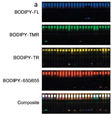 Multi color Fluoro-PTT Ξεκίνημα από RNA?
