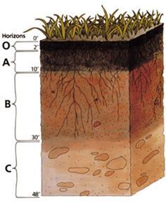 2.5.3. Tipos de horizontes Horizonte A: horizontes de humus, caracterizados pola maior densidade de colonización de organismos e o maior enriquecemento de sustancias orgánicas.
