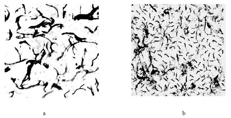 Laborator 9 MICROSTRUCTURI ALE FONTELOR ALBE, PESTRIŢE ŞI CENUŞII OBIŞNUITE 9.1.