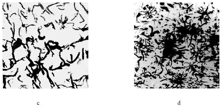 Fig.9.1. Forme de grafit în fonte cenuşii Proprietăţi fizice.