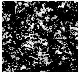 Fig.10.2. Structura fontei antifricţiune FcA2 10.1.1.3.