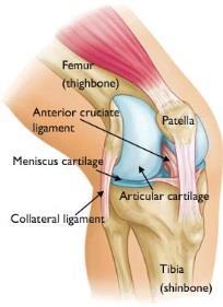 Σχεδιασμός Εμφύτευματος και Κανονική λειτουργείa γόνατος Normal knee anatomy. Ανατομία Φυσιολογικόυ γόνατου.