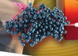 EGCG (epigalocatechin-galat), rodie, L-arginină, pulbere de rădăcină de Rhodiola rosea (salidrozidă 5%), vitamina C, pulbere de cozi