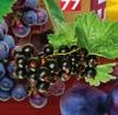 Preparatul Cyto, cunoscut din gama Flavin7 pentru efectul său de stimulare a sistemului imunitar, prezintă acum și varianta Flavin77 Cyto, care conţine alături de