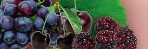 struguri, extract din rodie (acid elagic 40%), polifenoli din ceai verde (EGCG 50%), rădăcină de Rodiola rosea măcinată, extract din roșii (Licopen 5%), rădăcină de Polygonum cuspidatum (Resveratrol