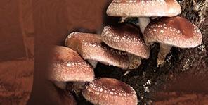 57 CIUPerCa BUreTele CU PerUCĂ capsule Coprinus comatus Supliment alimentar cu conţinut în pulbere de Burete cu perucă și polifenoli.