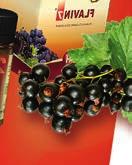 Cireșele negre conţin potasiu, calciu, sodiu, fosfor, vitaminele A, B și C și au efect de purificare a sângelui și detoxifiere remarcat.