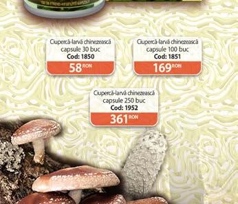 Miceliul ciupercii este bogat în principii nutritive și compuși bioactivi specifici.