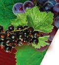 Efectul flavonoidelor de captare a radicalilor liberi, cumulat cu tul antioxidant unic al hidrogenului, contribuie la ameliorarea