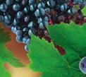 Efectul prin PPAR-gamma (receptor activator proliferator peroxizomic) Favorizează diferenţierea celulară a grăsimilor umane, îmbunătăţește metabolismul lipidic.