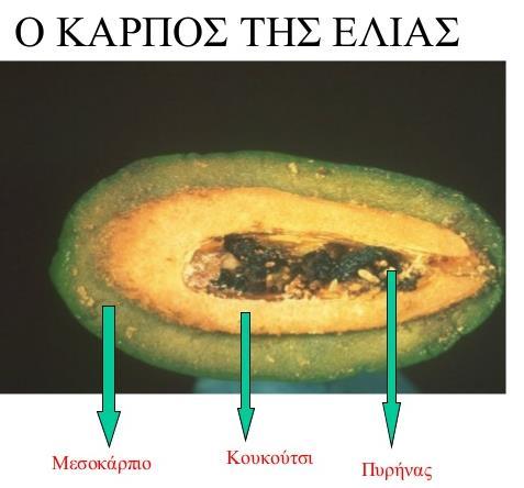 Προέρχεται από το μεσοκάρπιο, το ίδιο δε το λάδι στη διάρκεια της διαχωρίσεως του δρα ως μη πολικός διαλύτης κ εκχυλίζει ουσίες αρωματικές και γευστικές.