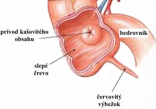 Slepé črevo (obr. 9) je prvou časťou hrubého čreva z hrotu ktorého odstupuje červovitý výbežok (appendix vermiformis).