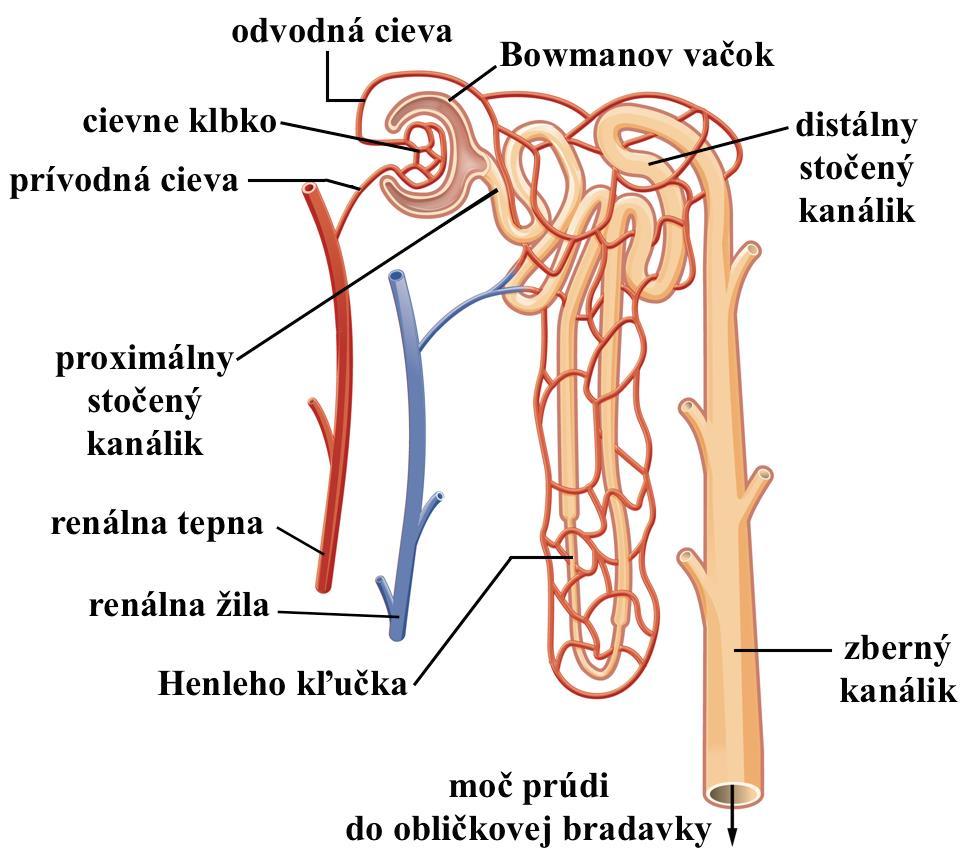 a stavebných jednotiek obličiek tzv. nefrónov. Jeden nefrón meria približne 3 až 10 cm a ich počet je definitívny už po narodení. Nefrón (obr.