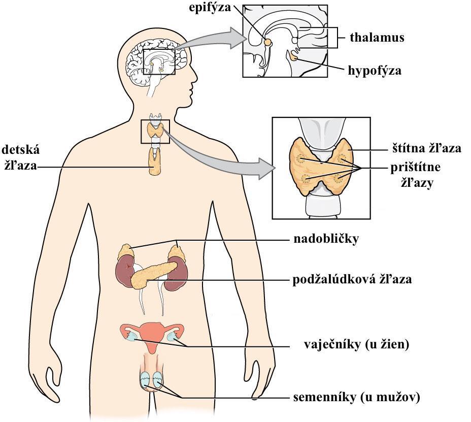 Môžu priamo zasahovať do bunkového jadra alebo do bunkových organel (napr. ovplyvnenie syntézy bielkovín).