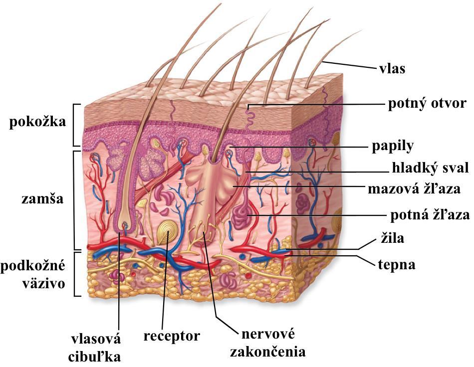 Kožná sústava (Cutis) Koža (cutis, derma) Je najväčším plošným orgánom ľudského tela, predstavujúcim plochu 1,5 1,8 m 2.