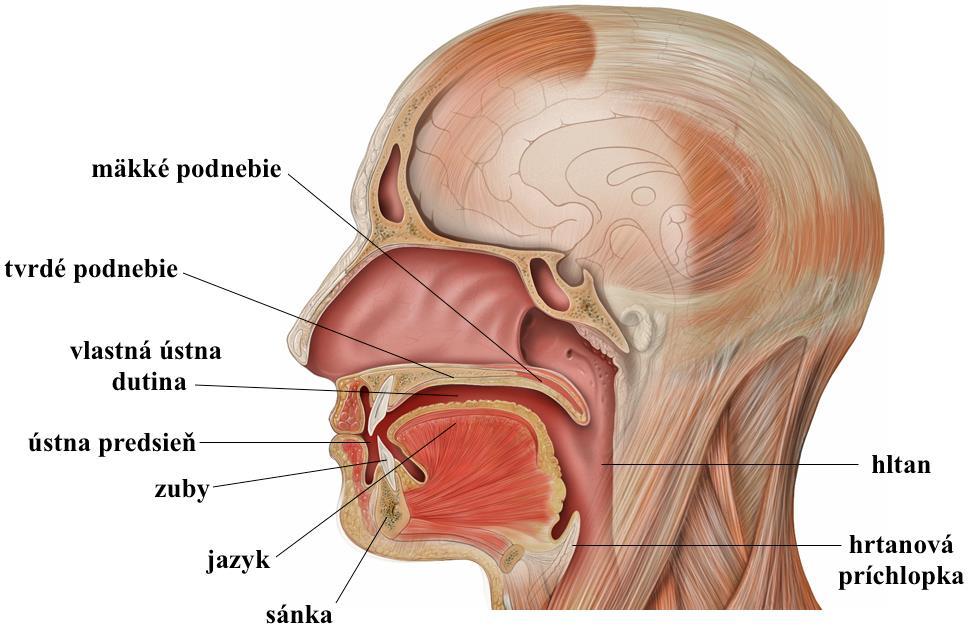 pokračovanie ďasien. Sliznica pokrývajúca tvrdé podnebie vybieha vzadu v mäkké podnebie (palatum molle).