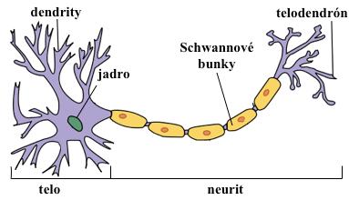 Nervová sústava (Systema nervosum) Nervová sústava je zložitým systémom ľudského tela.