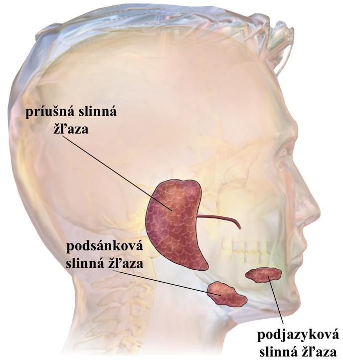 V ústnej dutine sa začína trávenie, je sídlom chuťového analyzátora a zúčastňuje sa na tvorbe reči. Ústne žľazy (glandulae oris) Do ústnej dutiny ústia vývody troch párov veľkých slinných žliaz (obr.