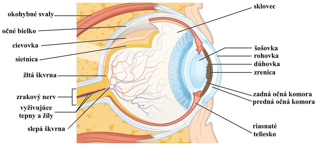 Rohovka (cornea) nie je prestúpená cievami, je však inervovaná. Nepravidelné zakrivenie rohovky spôsobuje, že pozorovaný predmet vidíme rozmazaný (astigmatizmus).