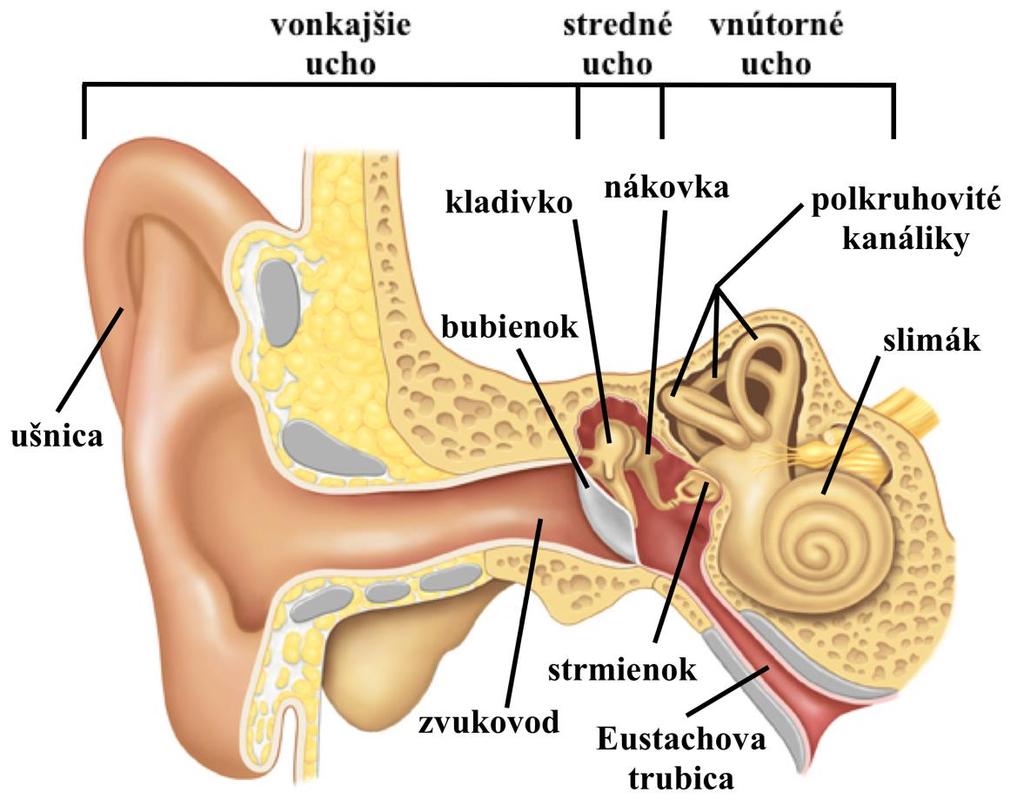 Stredné ucho (auris media) je malý štrbinovitý priestor v spánkovej kosti (bubienková dutina), ktorý súvisí s početnými dutinkami v bradavkovom výbežku spánkovej kosti.