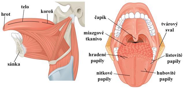 Mechanicky rozdrobená, natrávená a so slinami premiešaná potrava vytvára sústo. Pri dotyku sústa o mäkké podnebie a koreň jazyka sa vyvolá hltací reflex. Je to vrodený, t.j. nepodmienený reflex s centrom v predĺženej mieche.
