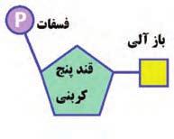 بعضى ویتامین ها و مواد معدنى اتصال آنزیم را به پیش ماده آسان تر مىکنند و باعث می شوند سرعت انجام واکنش هاى آنزیمی افزایش یابد.