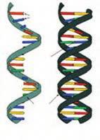 مولکول DNA مولکول بسيار طويلى است که از دو رشته تشکیل شده است. در هر رشته هزار ها نوکلئوتيد به هم متصل شده وجود دارد. اين دو رشته مانند دو رشته يک زيپ به هم متصل شده اند.