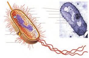 موجودات زنده کپسول سیتوپالسم ریبوزوم دیواره غشای پالسمایی DNA تاژک تصویر 11 2 ساختار یک باکتری 31 1 3 2 ساختاریاختهایباکتریها: الف( پوشش: سه الیهای که باکتریها را احاطه میکند از داخل به خارج عبارتند
