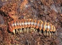 م تشکیل خاک در موجود پوسیدگی حال در یکنند. م تغذیه حشرات و خاکی کرم مانند جانورانی از آنها دارند.