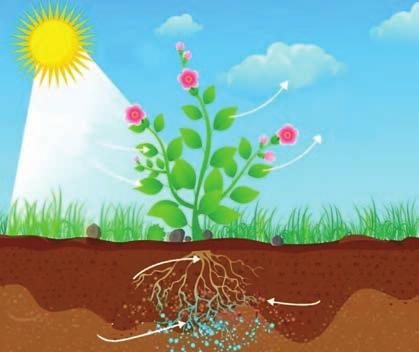 فتوسنتز: فتوسنتز فرایندی است که طی آن گیاهان و سایر موجودات فتوسنتزکنندۀ انرژی نورانی را به انرژی شیمیایی تبدیل می کنند.